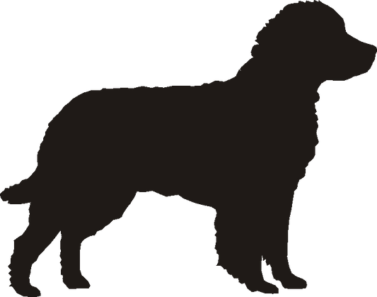 American Water Spaniel Curtain Hook Backs