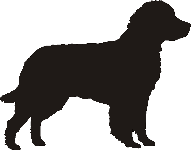 American Water Spaniel Gate Plates