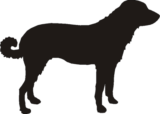 Anatolian Shepherd Curtain Hook Backs