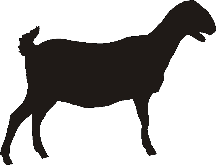 Anglo Nubian Silhouettes