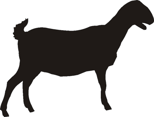Anglo Nubian Silhouettes