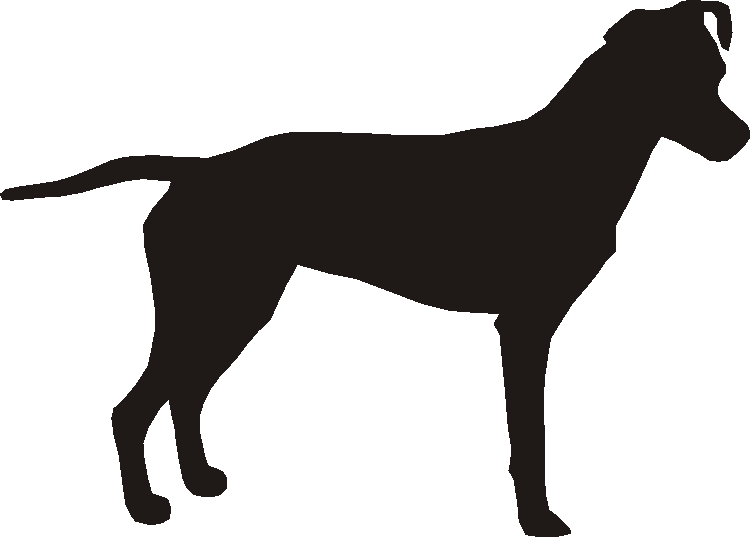 Brazilian Terrier Boot Pull