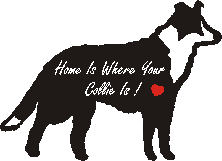 Collie Standing Home Is...