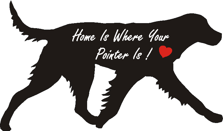 German Longcoated Pointer Home Is...