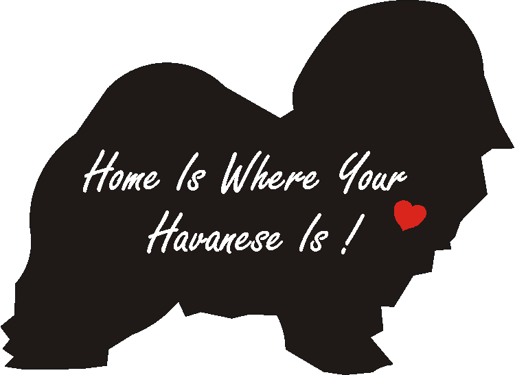 Havanese Home Is...