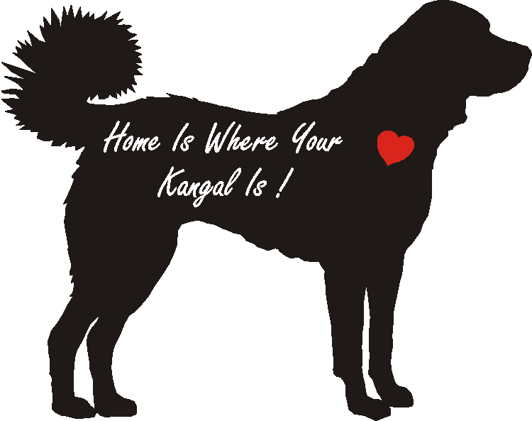 Kangal Home Is...