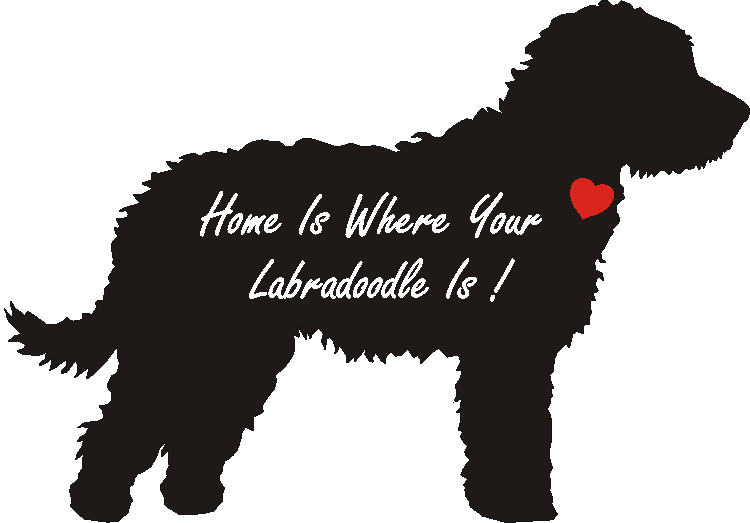 Labradoodle home store