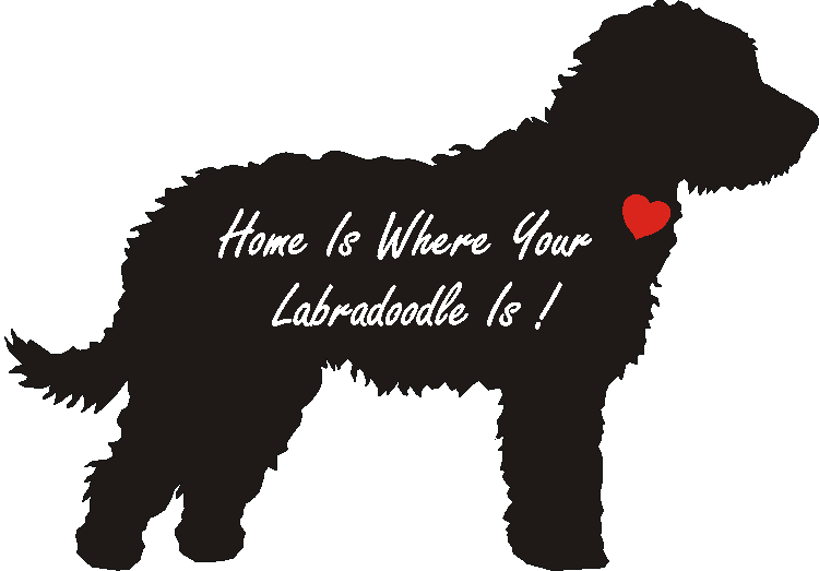 Labradoodle home online