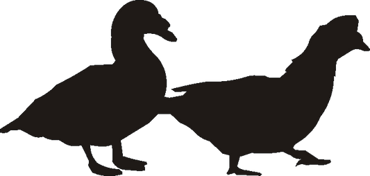 Muscovy Duck Silhouettes