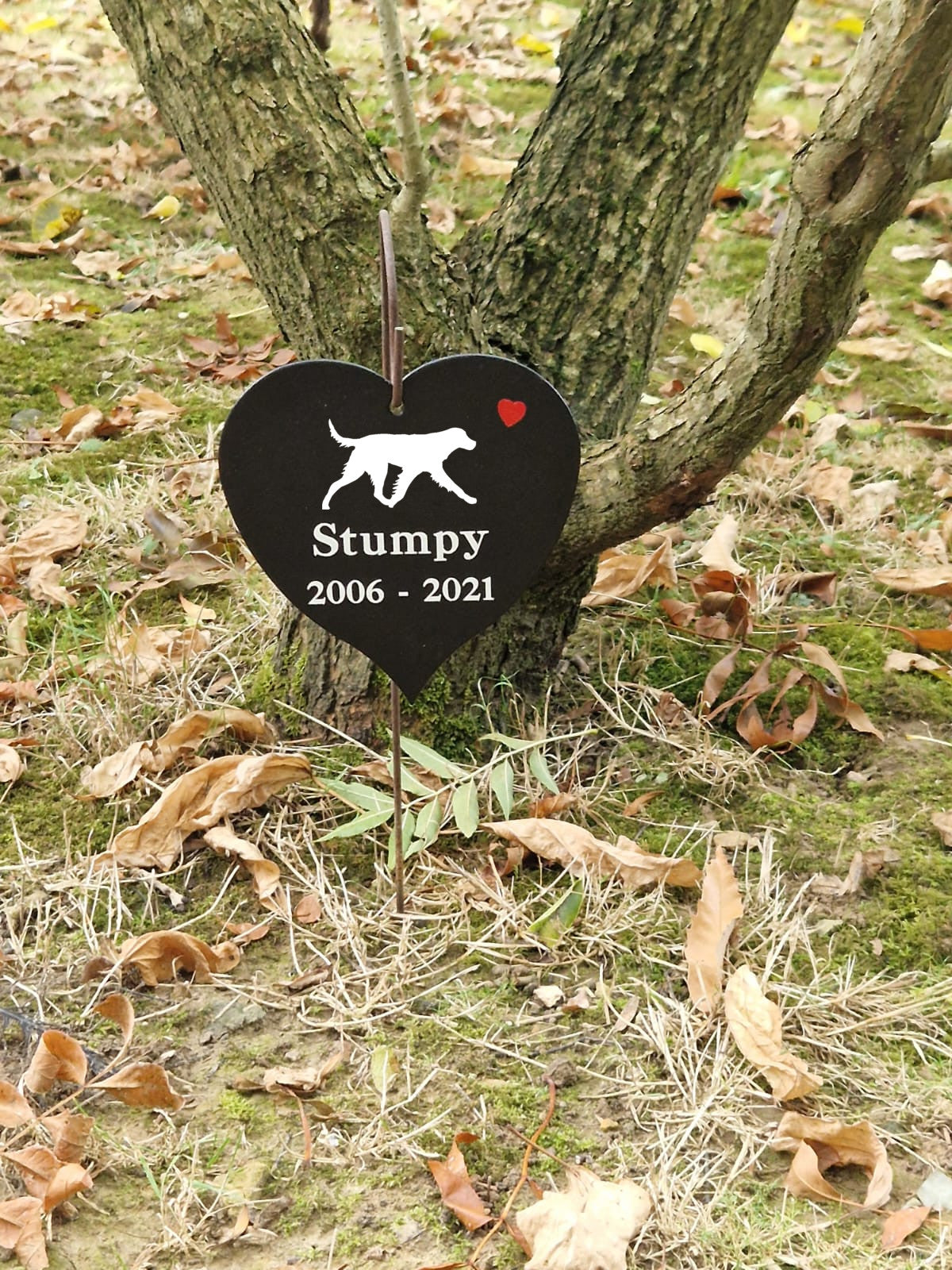 German Long Coat Pointer Memory