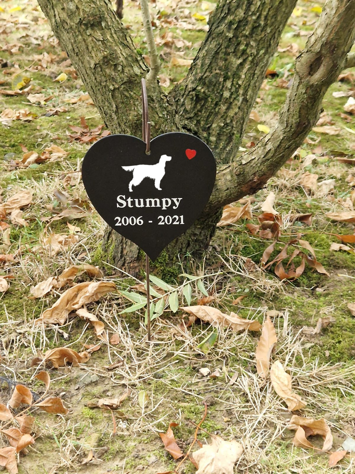 Gordon Setter Memory