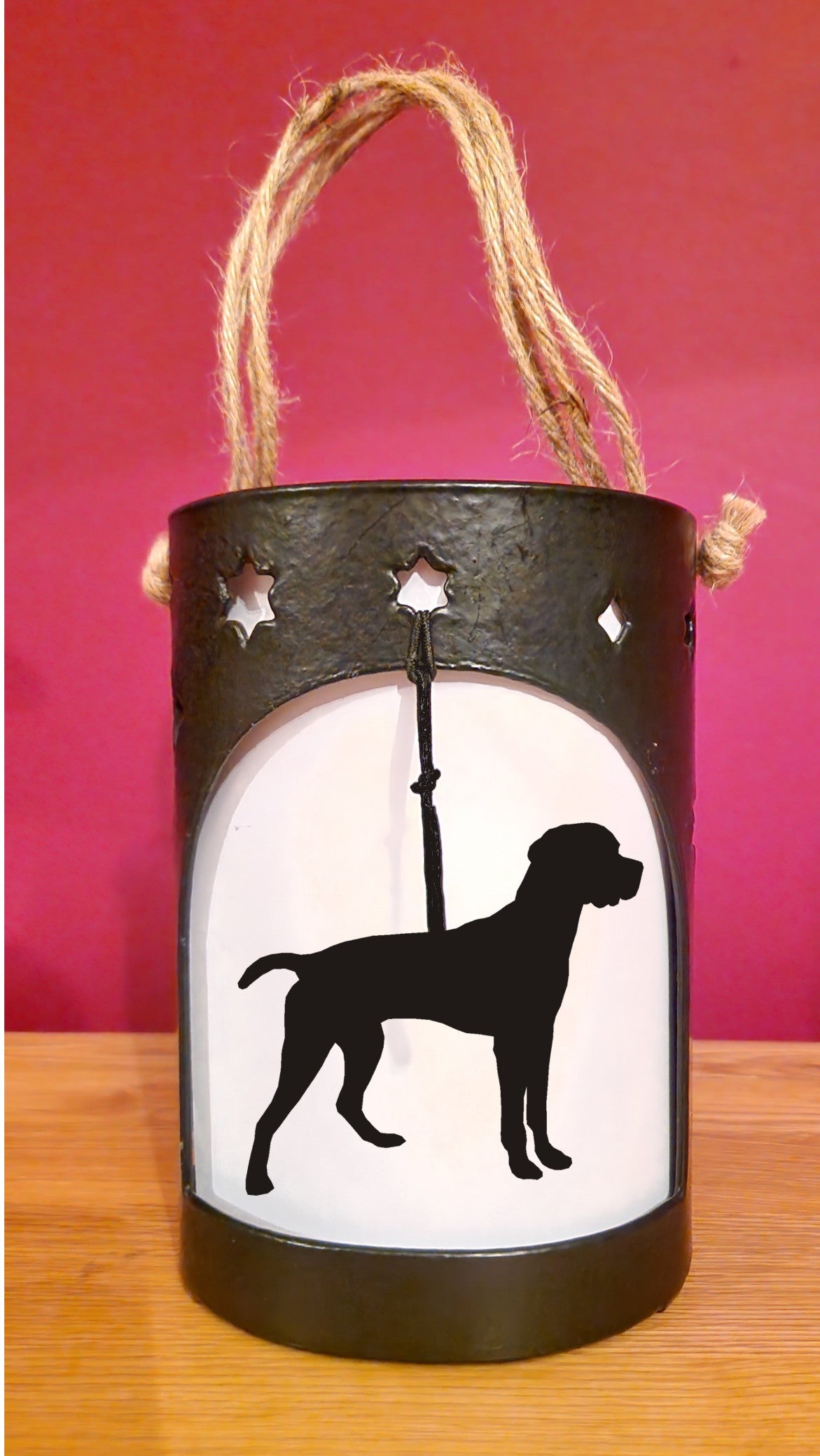 Portuguese Pointer Starlight