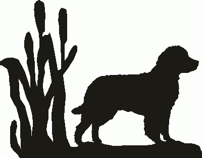 American Water Spaniel Rosette Runner