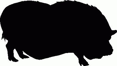 Pot Belly Pig Silhouettes