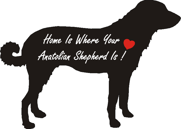 Anatolian Shepherd Home Is...