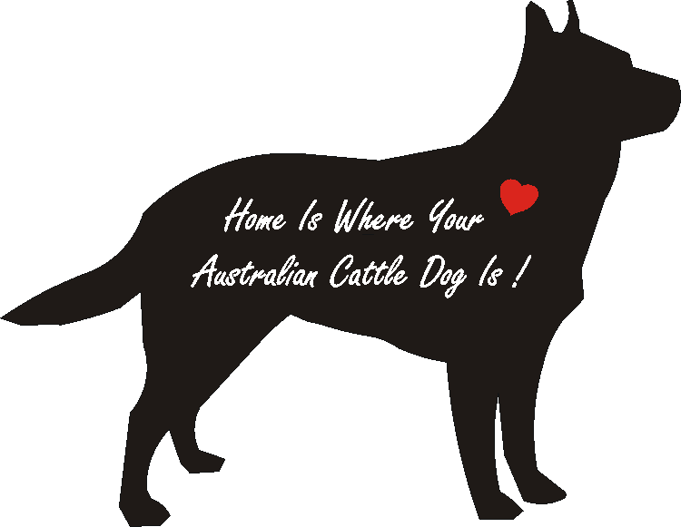 Australian Cattle Dog Home Is...