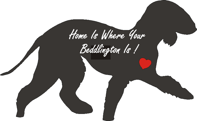 Bedlington Home Is...