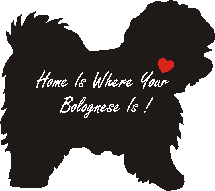 Bolognese Home Is...