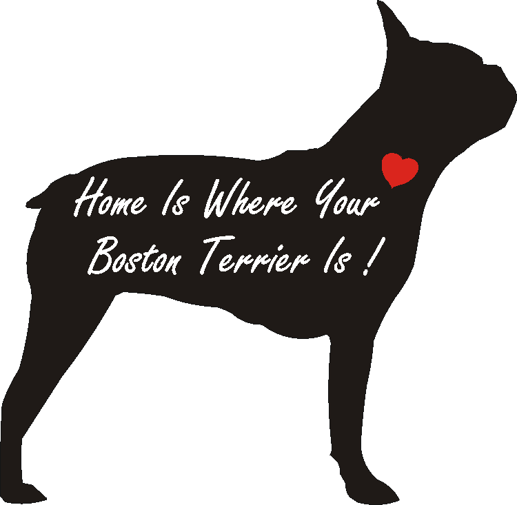 Boston Terrier Home Is...