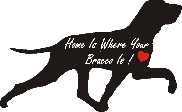 Bracco Italiano Home Is...