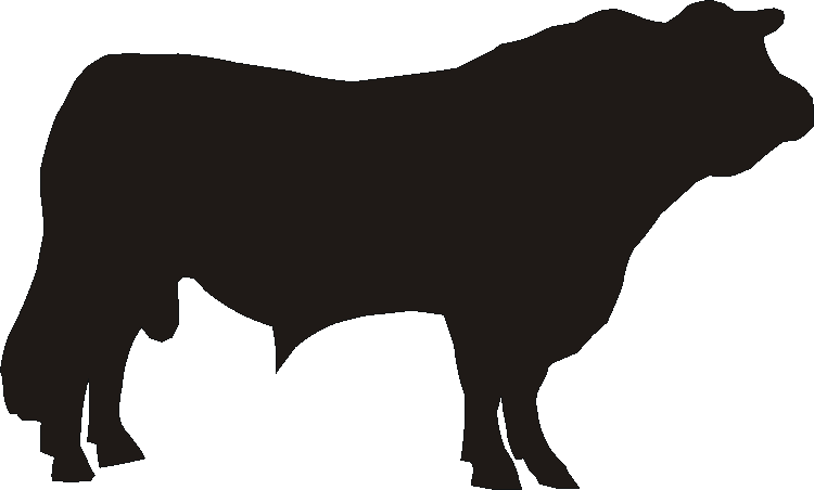 Bull Silhouettes