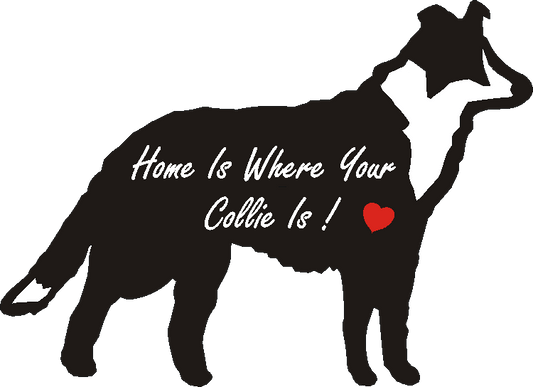 Collie Standing Home Is...