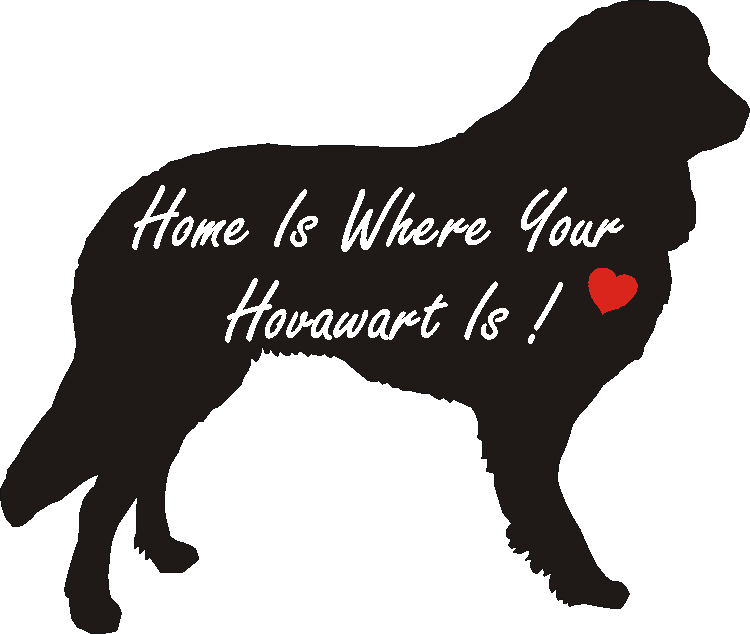 Hovawart Home Is...