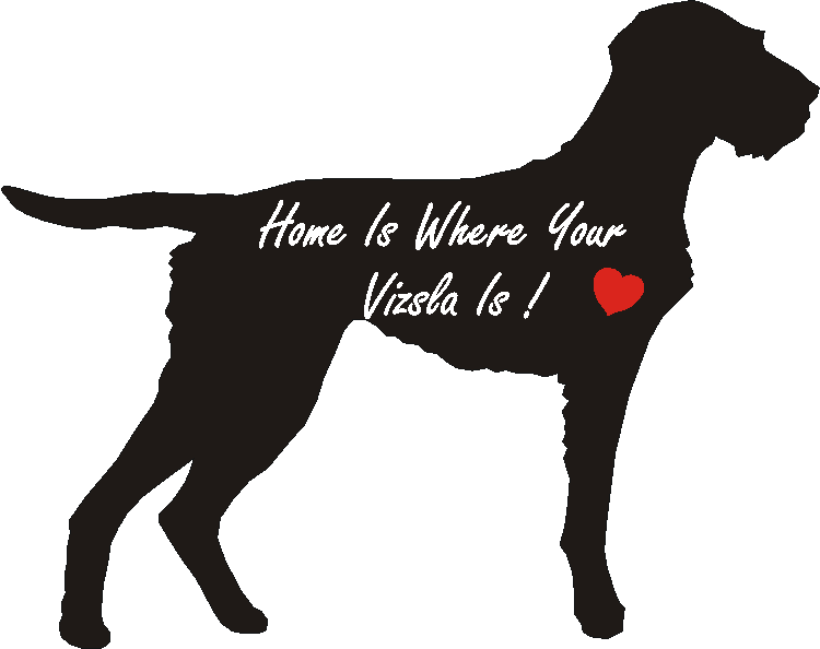 Hungarian Wire Vizsla Home Is...