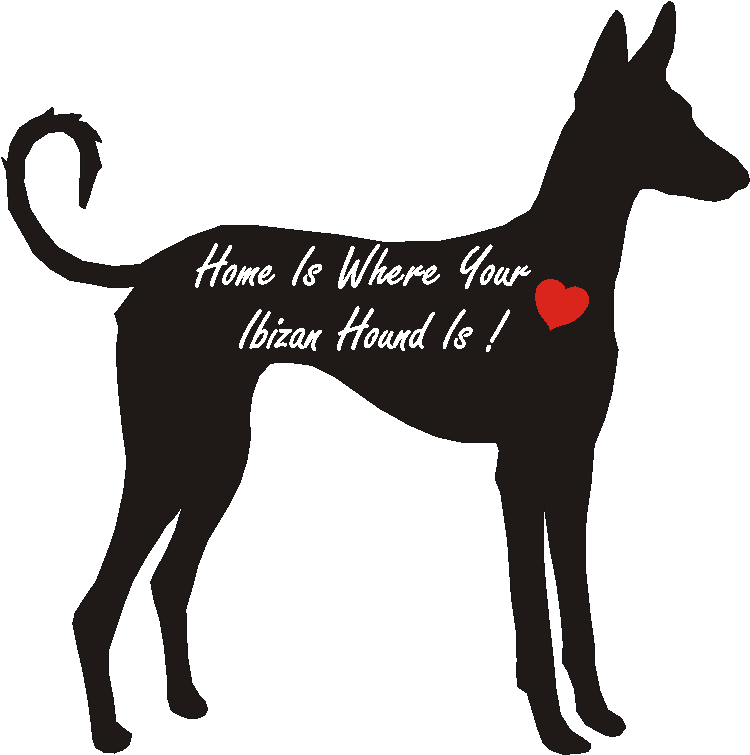 Ibizan Hound Home Is...