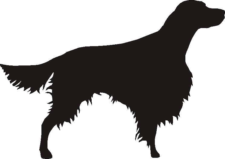 Irish Red & White Setter Whirlies