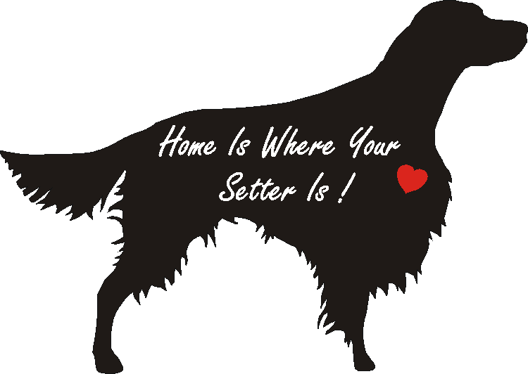 Irish Red & White Setter Home Is...