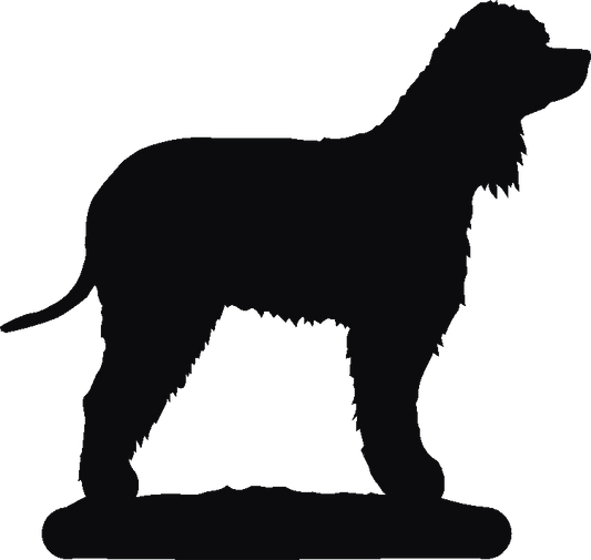 Irish Water Spaniel Twilight