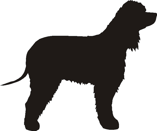 Irish Water Spaniel Whirlies
