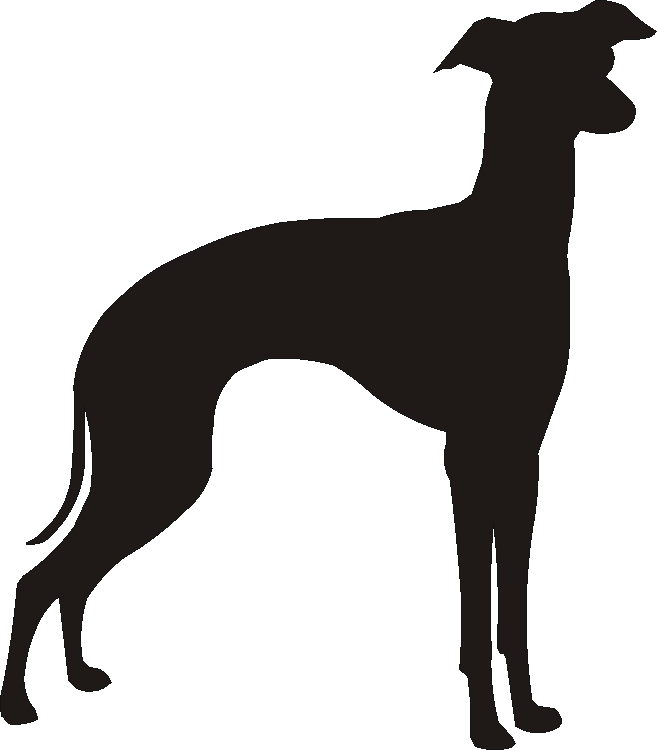 Italian Greyhound Whirlies
