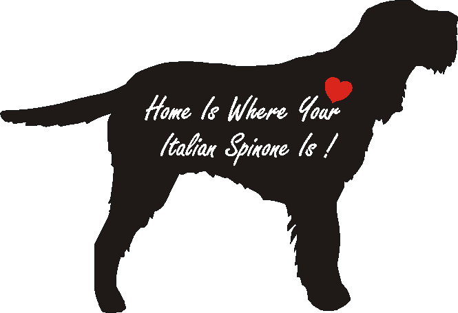 Italian Spinone Home Is...