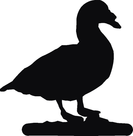 Muscovy Duck Hookits