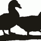 Muscovy Duck Hanging Signs