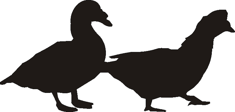 Muscovy Duck Gate Plates