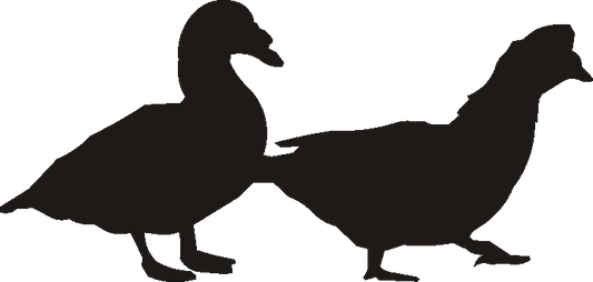 Muscovy Duck Curtain Hook Backs