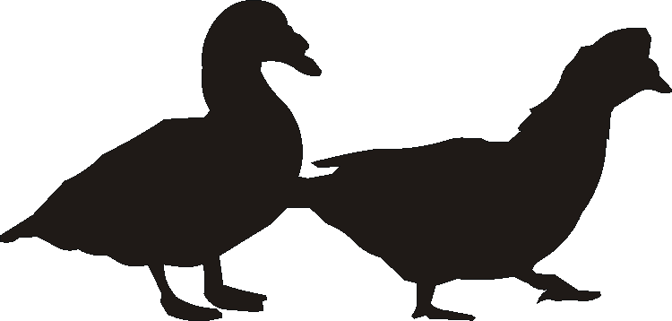 Muscovy Duck Verge Sign
