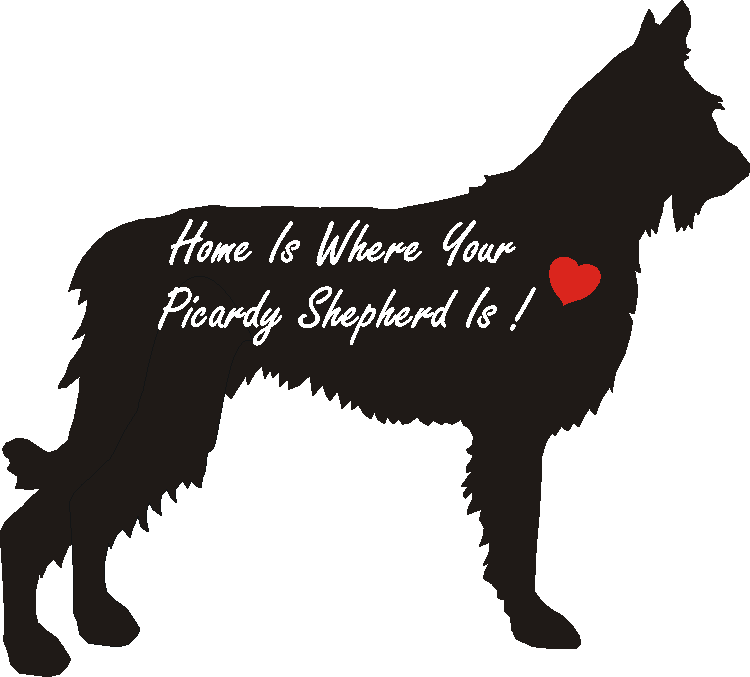 Picardy Sheepdog Home Is...