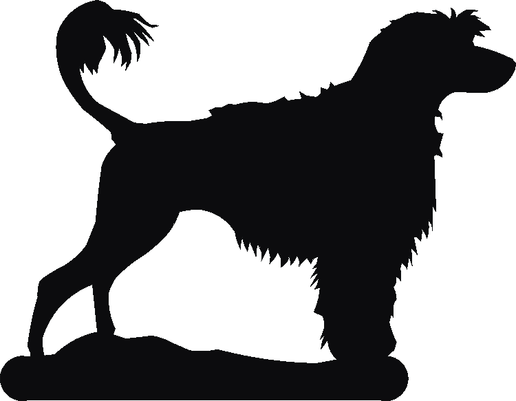 Portuguese Water Dog Twilight