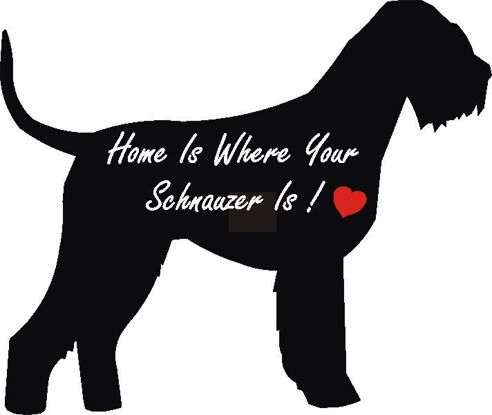 Schnauzer Giant Home Is...