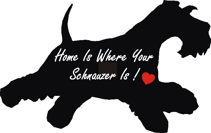 Schnauzer Running Home Is...