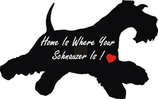 Schnauzer Running Home Is...