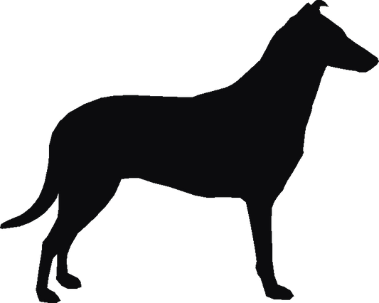 Smooth Collie Curtain Hook Backs