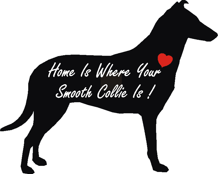 Smooth Collie Home Is...