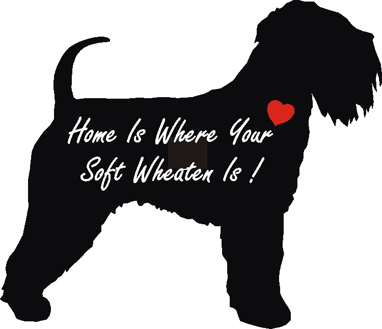 Soft Wheaten Home Is...