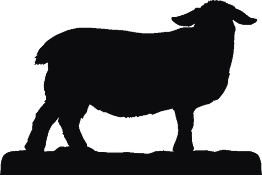Suffolk Sheep Trivia Tray