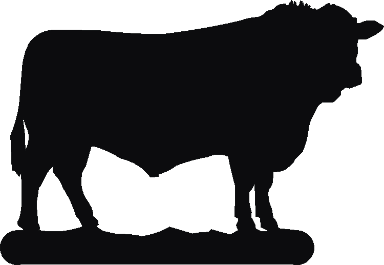 Sussex Bull Twilight